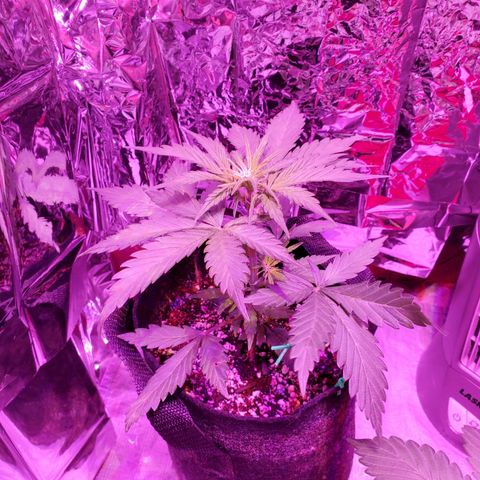 Bubblegum growlog timeline photo