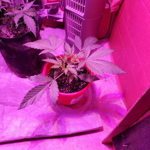 Meph bag growlog timeline photo