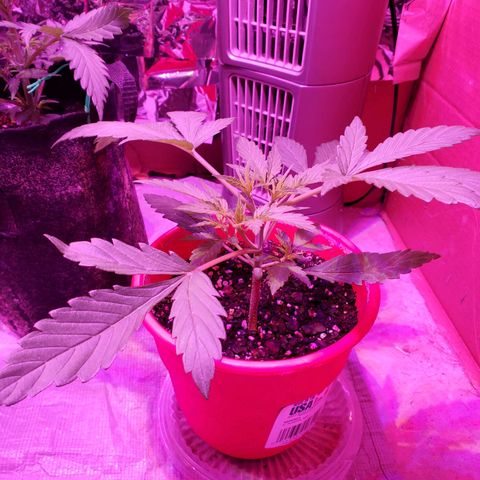 Meph bag growlog timeline photo