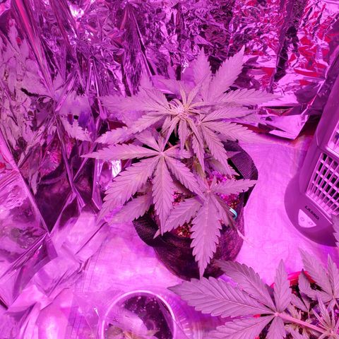 Bubblegum growlog timeline photo
