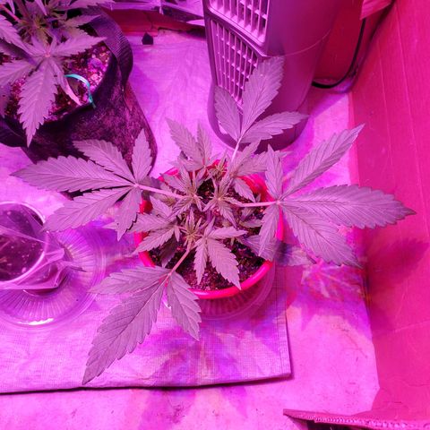 Meph bag growlog timeline photo