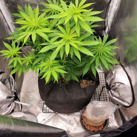 Bubba's Gift growlog timeline photo