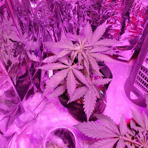 Bubblegum growlog timeline photo