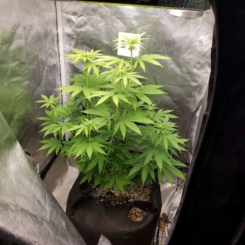 Bubba's Gift growlog timeline photo
