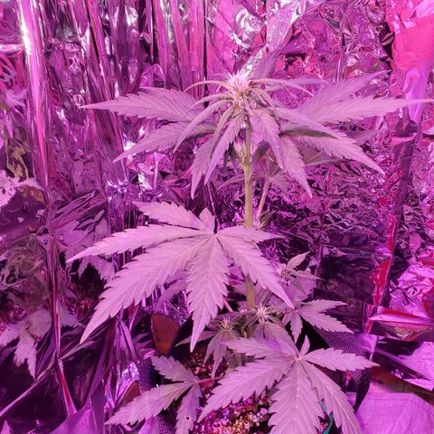 Bubblegum growlog timeline photo
