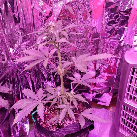 Bubblegum growlog timeline photo