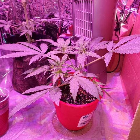 Meph bag growlog timeline photo