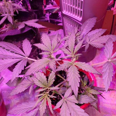 Meph bag growlog timeline photo