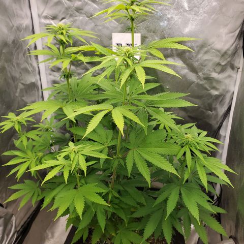 Bubba's Gift growlog photo: Only 13 days in and shes growing buds fast!