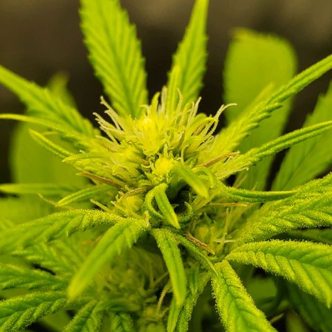 Bubba's Gift growlog photo: Only 13 days in and shes growing buds fast!