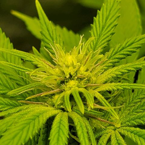 Bubba's Gift growlog photo: Only 13 days in and shes growing buds fast!