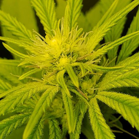 Bubba's Gift growlog photo: Only 13 days in and shes growing buds fast!