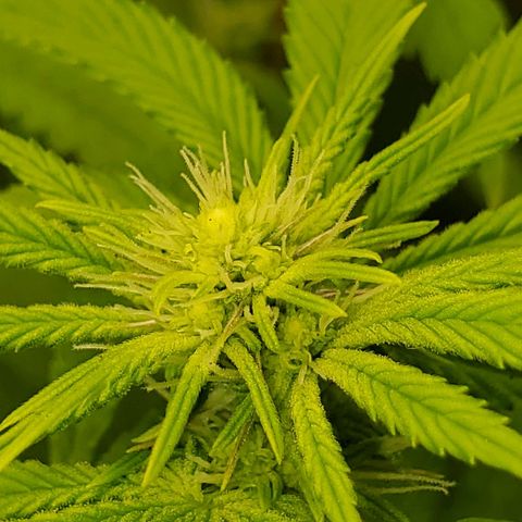 Bubba's Gift growlog photo: Only 13 days in and shes growing buds fast!