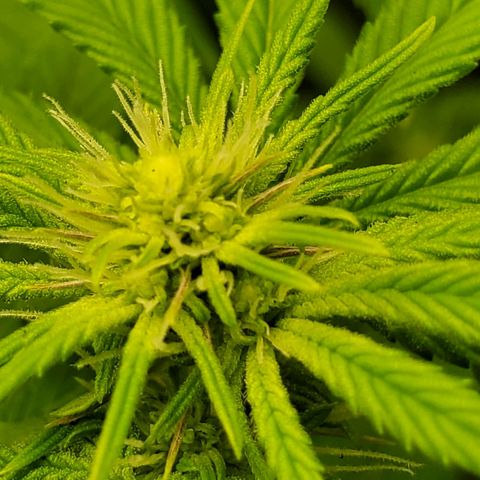 Bubba's Gift growlog photo: Only 13 days in and shes growing buds fast!