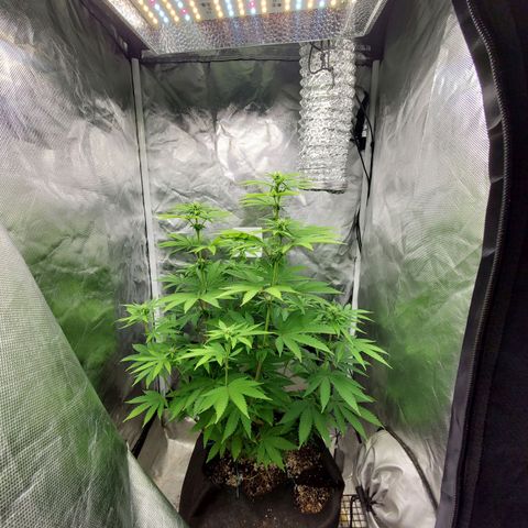 Bubba's Gift growlog timeline photo