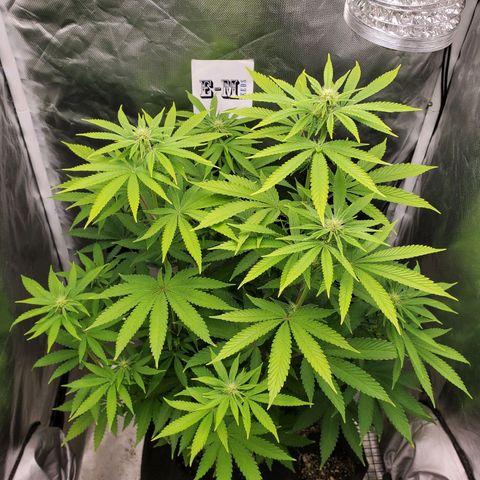 Bubba's Gift growlog timeline photo