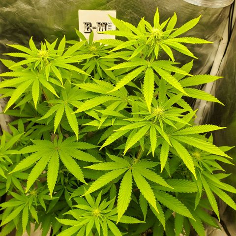 Bubba's Gift growlog timeline photo