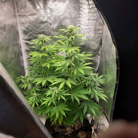 Bubba's Gift growlog timeline photo