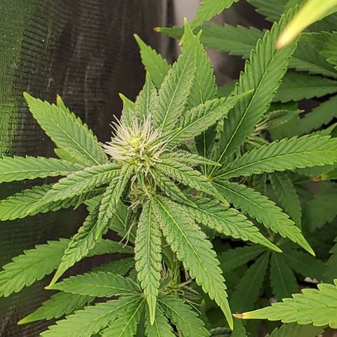 Bubba's Gift growlog timeline photo