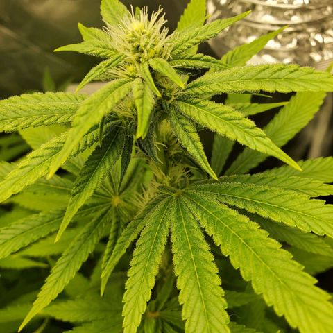 Bubba's Gift growlog timeline photo