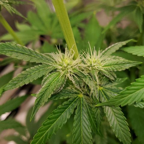 Bubba's Gift growlog photo: Frosty masterblend is 4-18-38  high in phosporous and potasium