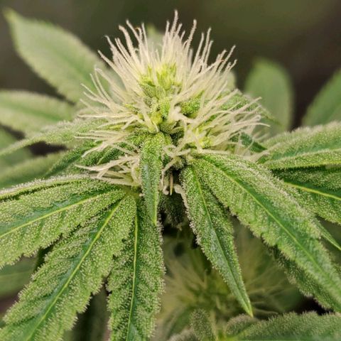 Bubba's Gift growlog photo: Frosty masterblend is 4-18-38  high in phosporous and potasium