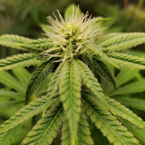 Bubba's Gift growlog photo: Frosty masterblend is 4-18-38  high in phosporous and potasium