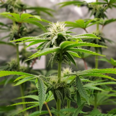 Bubba's Gift growlog photo: Frosty masterblend is 4-18-38  high in phosporous and potasium