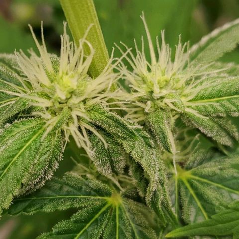 Bubba's Gift growlog photo: Frosty masterblend is 4-18-38  high in phosporous and potasium