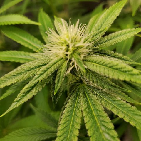 Bubba's Gift growlog photo: Frosty masterblend is 4-18-38  high in phosporous and potasium
