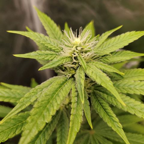 Bubba's Gift growlog photo: Frosty masterblend is 4-18-38  high in phosporous and potasium
