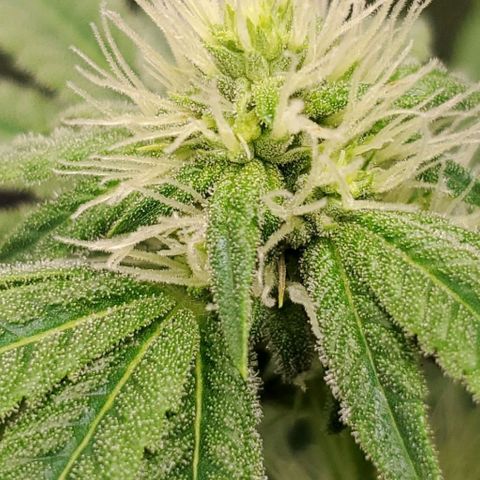 Bubba's Gift growlog photo: Frosty masterblend is 4-18-38  high in phosporous and potasium