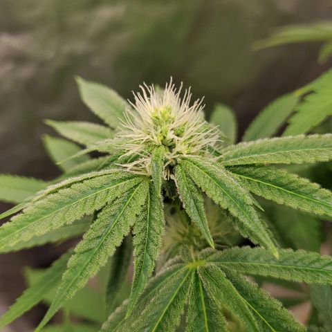 Bubba's Gift growlog photo: Frosty masterblend is 4-18-38  high in phosporous and potasium