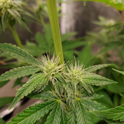 Bubba's Gift growlog photo: Frosty masterblend is 4-18-38  high in phosporous and potasium