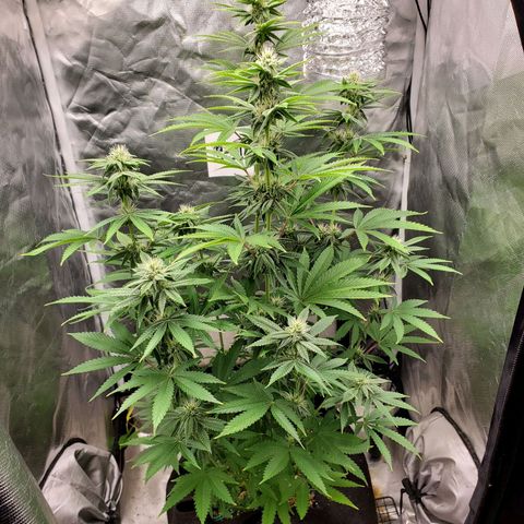 Bubba's Gift growlog timeline photo