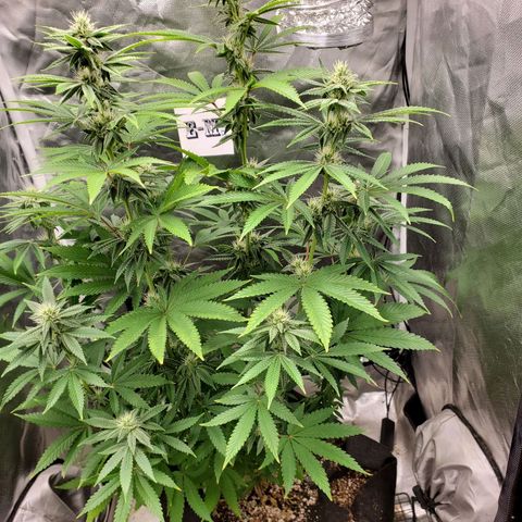 Bubba's Gift growlog timeline photo