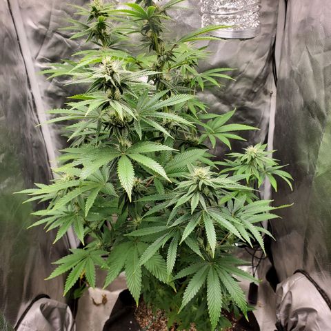Bubba's Gift growlog timeline photo