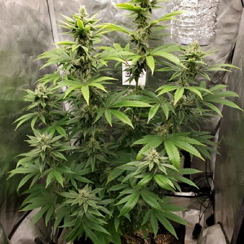 Bubba's Gift growlog timeline photo