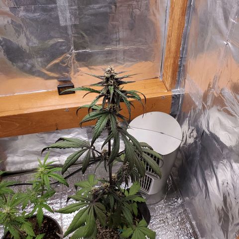 Bubblegum growlog timeline photo
