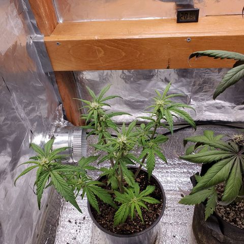 Meph bag growlog timeline photo