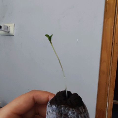 Genética desconocida growlog photo: Las bbs.
Raíz comenzó a salir en ambas . Fueron transplantadas a maceteros de 11 litros con tierra mix light