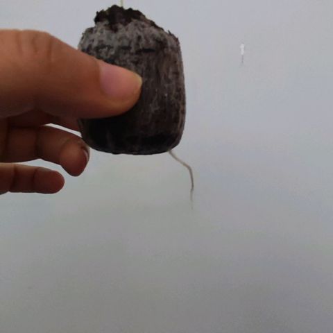Genética desconocida growlog photo: Las bbs.
Raíz comenzó a salir en ambas . Fueron transplantadas a maceteros de 11 litros con tierra mix light