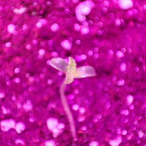 Genética desconocida growlog photo: 16 HRS de luz 
8 de oscuridad

La tercera semilla germinó, estaba atrapada en la malla del jiffy. Al revisarla me di cuenta .la corte un poco y apareció la plantula de 2 CM aprox 

Mañana 24 grados en la carpa
50% humedad (baja)
Alarma a las 8 encendí luces y coloqué humidificador 