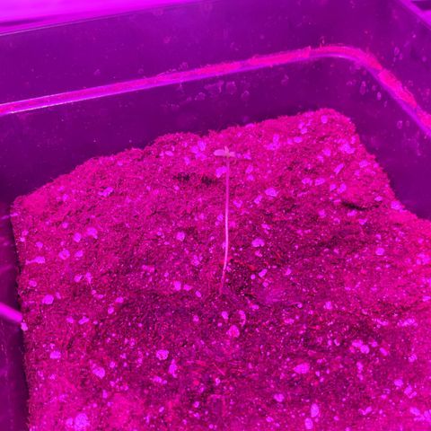 Genética desconocida growlog photo: 16 HRS de luz 
8 de oscuridad

La tercera semilla germinó, estaba atrapada en la malla del jiffy. Al revisarla me di cuenta .la corte un poco y apareció la plantula de 2 CM aprox 

Mañana 24 grados en la carpa
50% humedad (baja)
Alarma a las 8 encendí luces y coloqué humidificador 