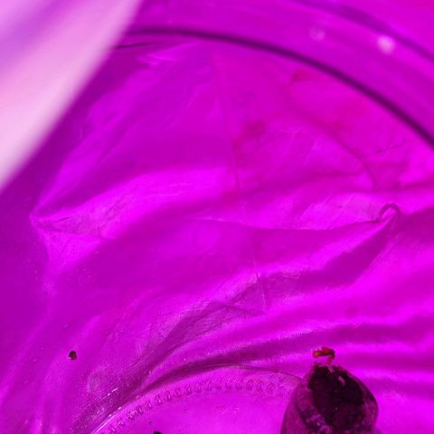 Genética desconocida growlog photo: 16 HRS de luz 
8 de oscuridad

La tercera semilla germinó, estaba atrapada en la malla del jiffy. Al revisarla me di cuenta .la corte un poco y apareció la plantula de 2 CM aprox 

Mañana 24 grados en la carpa
50% humedad (baja)
Alarma a las 8 encendí luces y coloqué humidificador 
