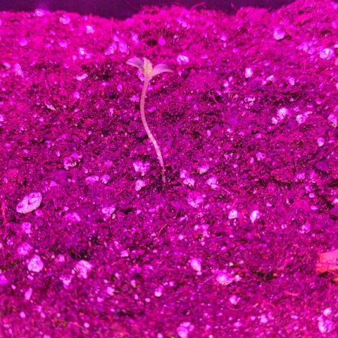 Genética desconocida growlog photo: 16 HRS de luz 
8 de oscuridad

La tercera semilla germinó, estaba atrapada en la malla del jiffy. Al revisarla me di cuenta .la corte un poco y apareció la plantula de 2 CM aprox 

Mañana 24 grados en la carpa
50% humedad (baja)
Alarma a las 8 encendí luces y coloqué humidificador 
