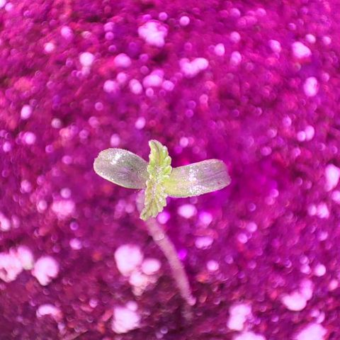 Genética desconocida growlog photo: 16 HRS de luz 
8 de oscuridad

La tercera semilla germinó, estaba atrapada en la malla del jiffy. Al revisarla me di cuenta .la corte un poco y apareció la plantula de 2 CM aprox 

Mañana 24 grados en la carpa
50% humedad (baja)
Alarma a las 8 encendí luces y coloqué humidificador 