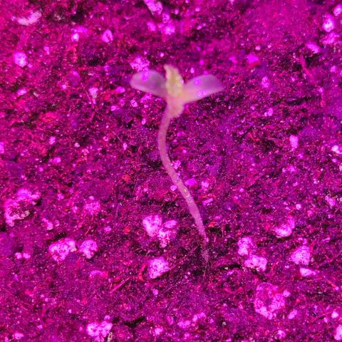 Genética desconocida growlog photo: 16 HRS de luz 
8 de oscuridad

La tercera semilla germinó, estaba atrapada en la malla del jiffy. Al revisarla me di cuenta .la corte un poco y apareció la plantula de 2 CM aprox 

Mañana 24 grados en la carpa
50% humedad (baja)
Alarma a las 8 encendí luces y coloqué humidificador 