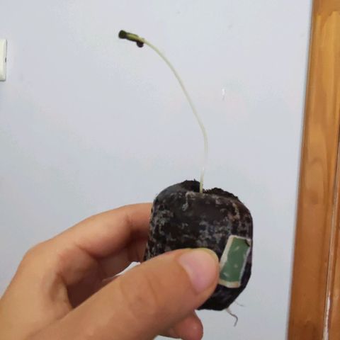Genética desconocida growlog photo: Agregué sticker para diferenciarla de las demás 