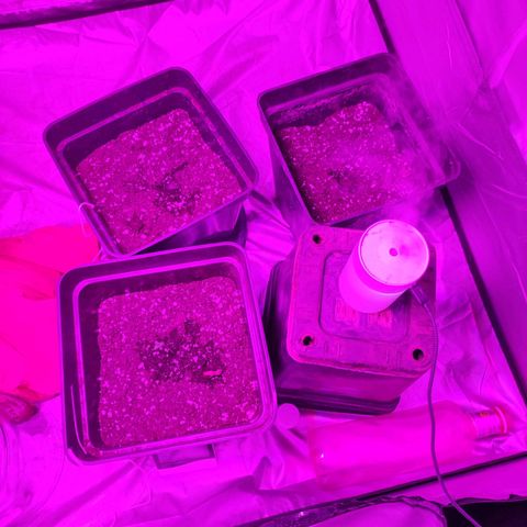 Genética desconocida growlog timeline photo
